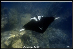 "Manta Metropolis"
 
Giant Manta flying over the pinnac... by Kaye Smith 